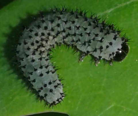 Tenthredinidae : larve su quercia di Periclista sp.?